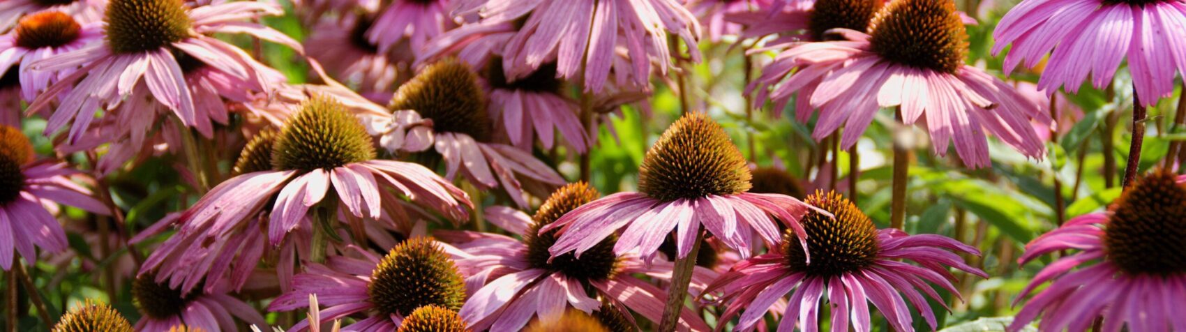 Échinacée (Echinacea)